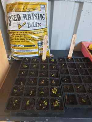 seed sowing